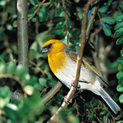Palila